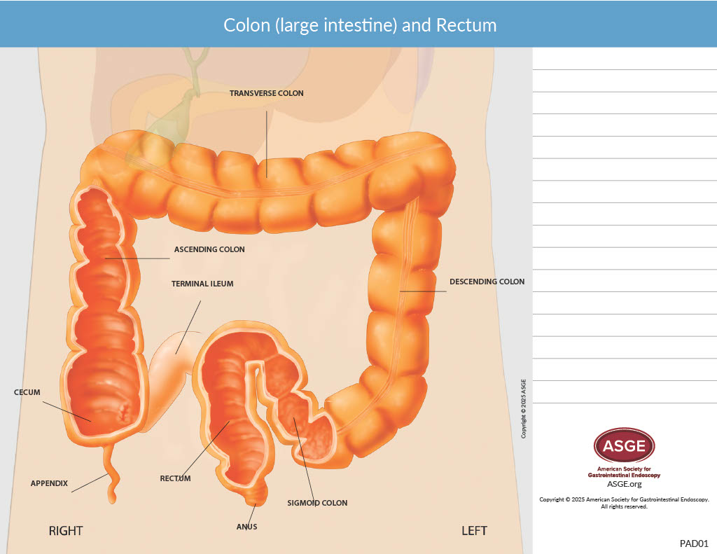 Anatomy Pad - Colon (large intestine) and Rectum