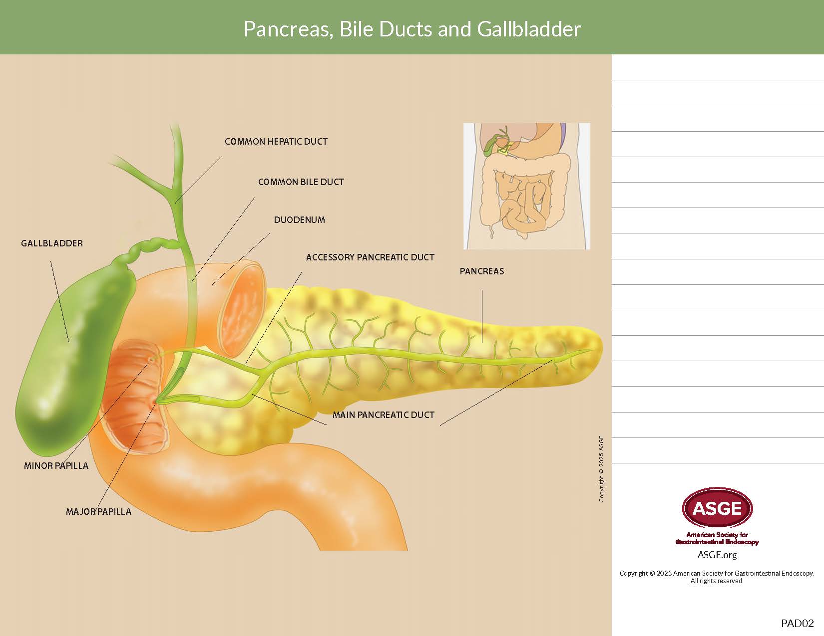 Anatomy Pad - Pancreas, Bile Ducts and Gallbladder