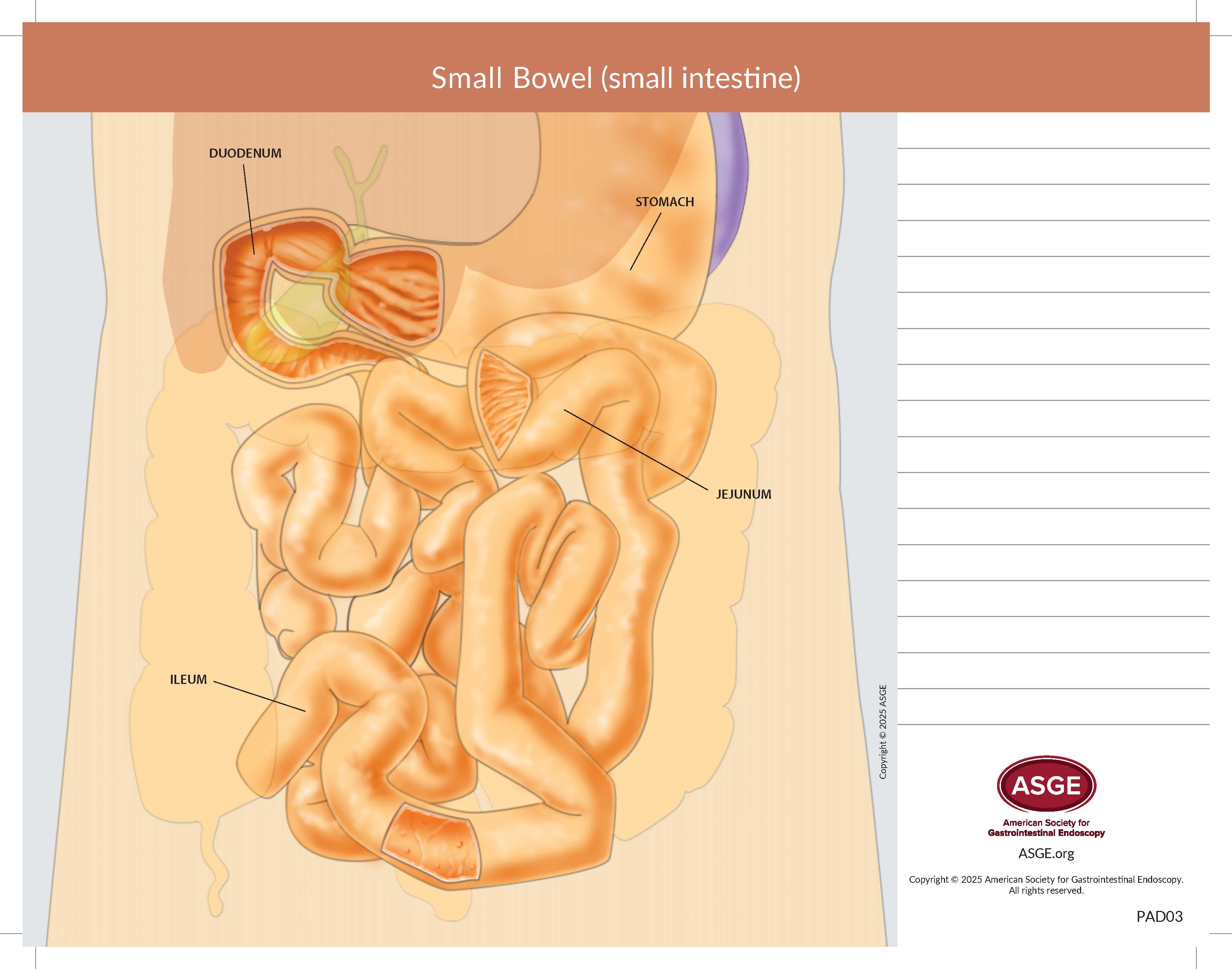 Anatomy Pad - Small Bowel (small intestine)