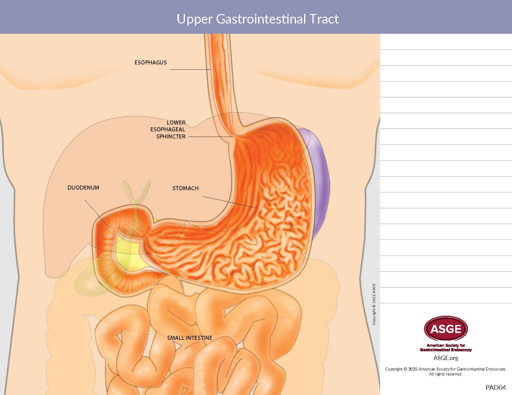 Anatomy Pad - Upper Gastrointestinal Tract