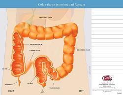 Anatomy Pad - Colon (large intestine) and Rectum (Spanish)